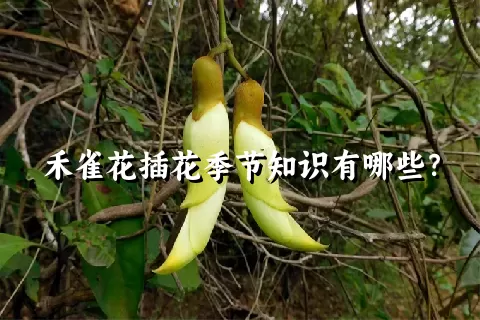 禾雀花插花季节知识有哪些？