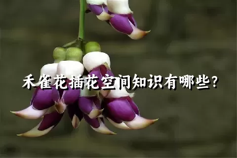 禾雀花插花空间知识有哪些？