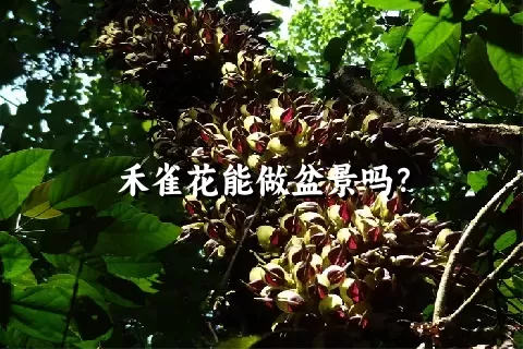 禾雀花能做盆景吗？