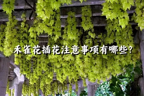 禾雀花插花注意事项有哪些？