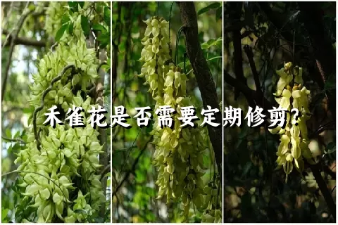 禾雀花是否需要定期修剪？