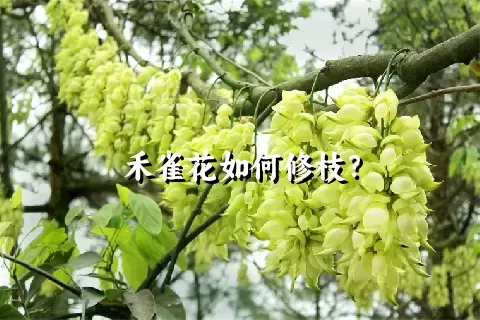 禾雀花如何修枝？