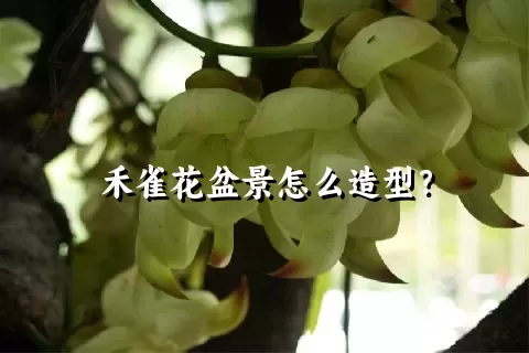 禾雀花盆景怎么造型？