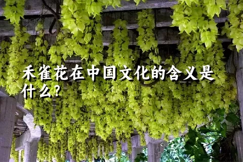 禾雀花在中国文化的含义是什么？