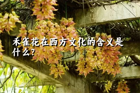 禾雀花在西方文化的含义是什么？