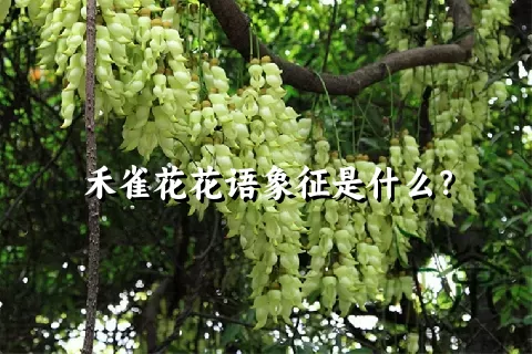 禾雀花花语象征是什么？