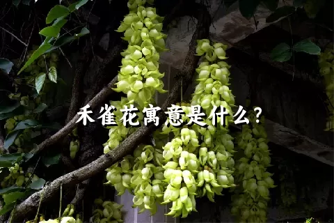 禾雀花寓意是什么？