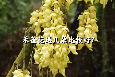 禾雀花送几朵比较好？