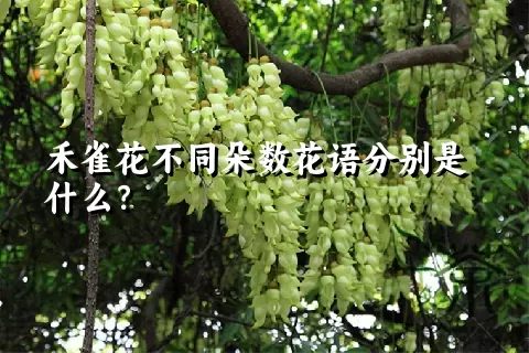 禾雀花不同朵数花语分别是什么？