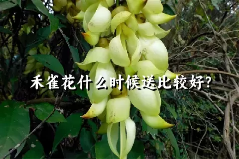 禾雀花什么时候送比较好？