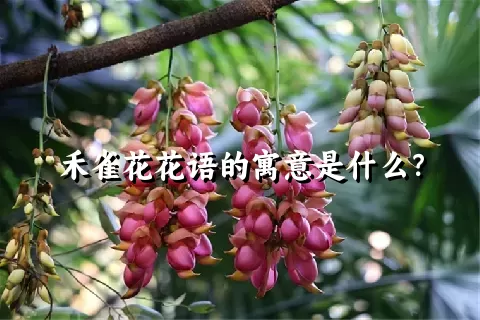 禾雀花花语的寓意是什么？