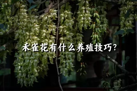 禾雀花有什么养殖技巧？