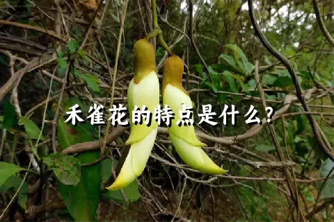 禾雀花的特点是什么？