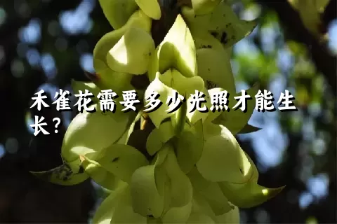 禾雀花需要多少光照才能生长？