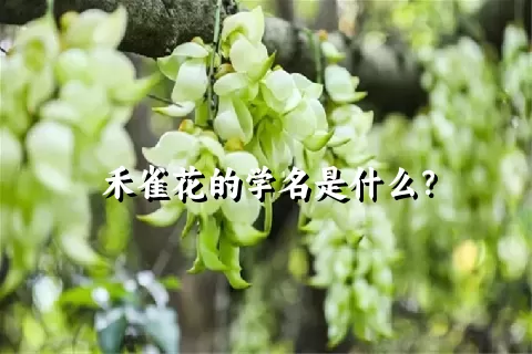 禾雀花的学名是什么？