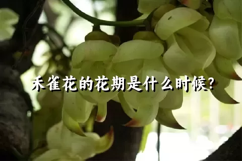 禾雀花的花期是什么时候？