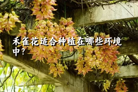 禾雀花适合种植在哪些环境中？