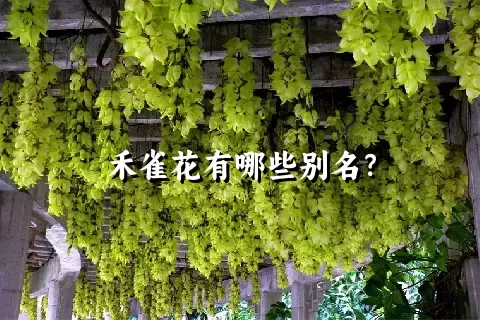 禾雀花有哪些别名？