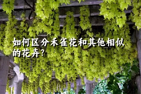 如何区分禾雀花和其他相似的花卉？