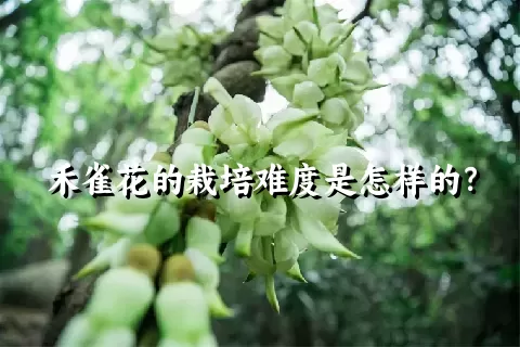 禾雀花的栽培难度是怎样的？