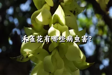 禾雀花有哪些病虫害？