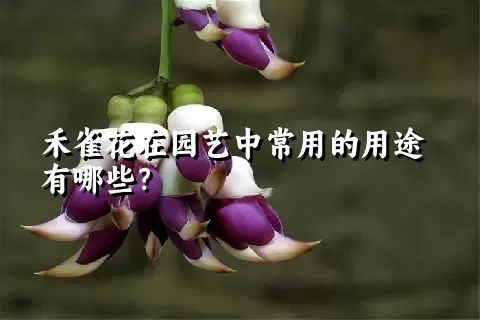 禾雀花在园艺中常用的用途有哪些？