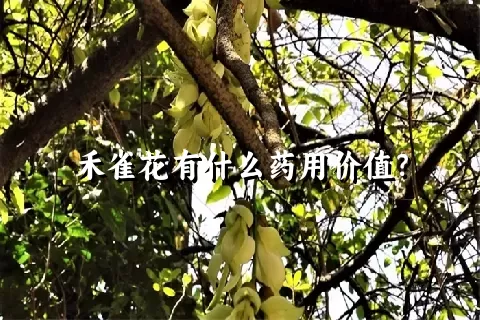 禾雀花有什么药用价值？