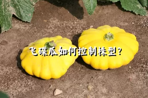 飞碟瓜如何控制株型？