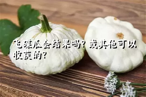 飞碟瓜会结果吗？或其他可以收获的？