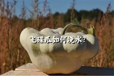 飞碟瓜如何浇水？