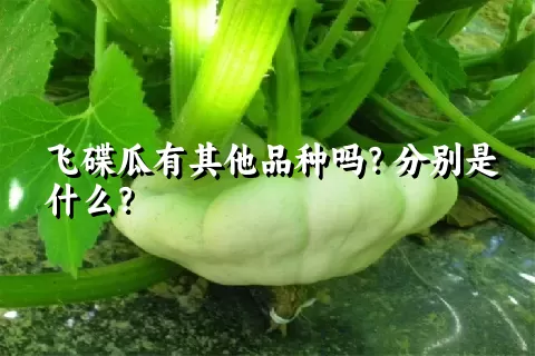 飞碟瓜有其他品种吗？分别是什么？