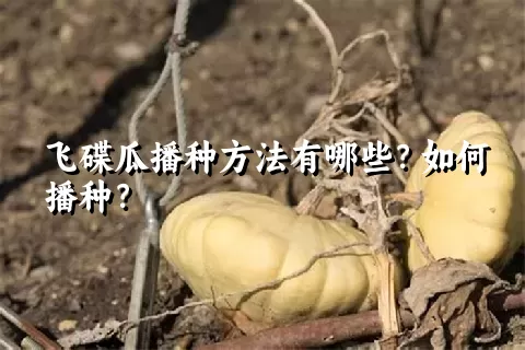 飞碟瓜播种方法有哪些？如何播种？