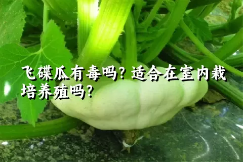 飞碟瓜有毒吗？适合在室内栽培养殖吗？