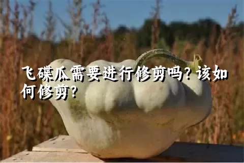 飞碟瓜需要进行修剪吗？该如何修剪？