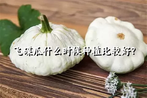 飞碟瓜什么时候种植比较好？