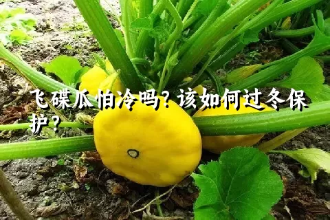 飞碟瓜怕冷吗？该如何过冬保护？