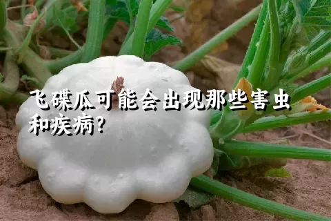 飞碟瓜可能会出现那些害虫和疾病？