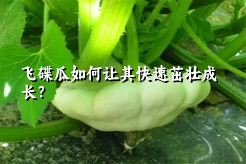 飞碟瓜如何让其快速茁壮成长？