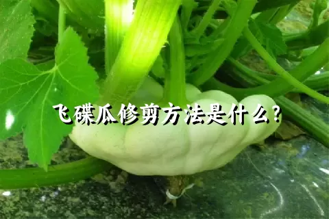 飞碟瓜修剪方法是什么？