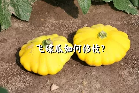 飞碟瓜如何修枝？