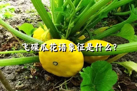 飞碟瓜花语象征是什么？