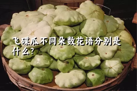 飞碟瓜不同朵数花语分别是什么？