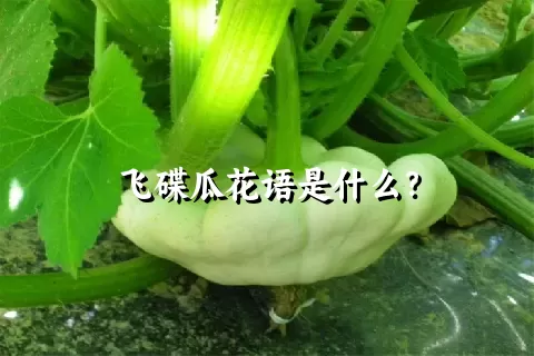 飞碟瓜花语是什么？