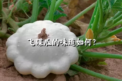 飞碟瓜的味道如何？