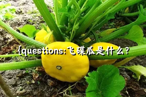 飞碟瓜是什么？