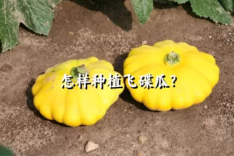 怎样种植飞碟瓜？