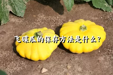 飞碟瓜的保存方法是什么？