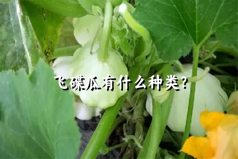 飞碟瓜有什么种类？