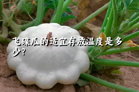 飞碟瓜的适宜存放温度是多少？