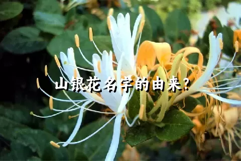 山银花名字的由来？